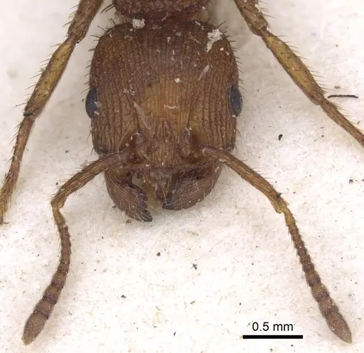 Pogonomyrmex abdominalis specimen CASENT0916915 image casent0916915_2