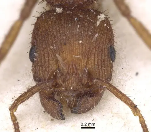 Pogonomyrmex abdominalis specimen CASENT0916915 image casent0916915_3