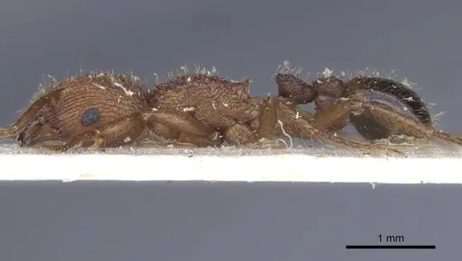 Pogonomyrmex abdominalis specimen CASENT0916915 image casent0916915_4