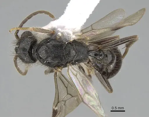 Pogonomyrmex abdominalis specimen CASENT0922554 image casent0922554_1