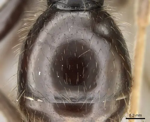 Pogonomyrmex abdominalis specimen CASENT0922554 image casent0922554_2