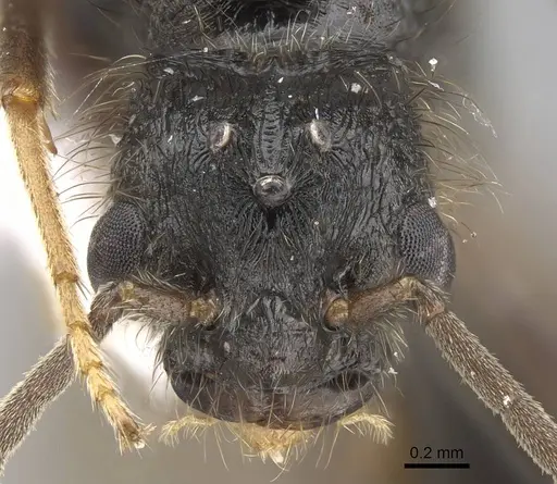 Pogonomyrmex abdominalis specimen CASENT0922554 image casent0922554_3