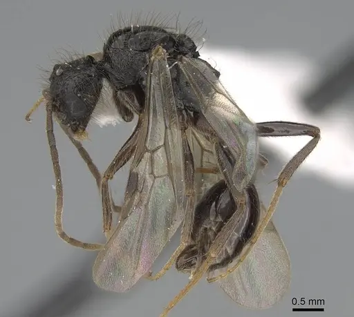 Pogonomyrmex abdominalis specimen CASENT0922554 image casent0922554_4