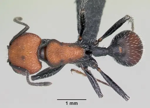 Pogonomyrmex andinus specimen CASENT0103267 image casent0103267_1