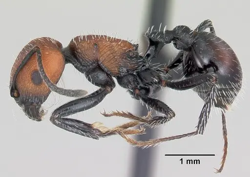 Pogonomyrmex andinus specimen CASENT0103267 image casent0103267_3