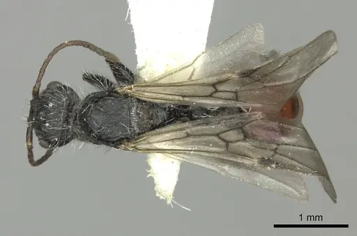 Pogonomyrmex andinus specimen CASENT0235300 image casent0235300_1