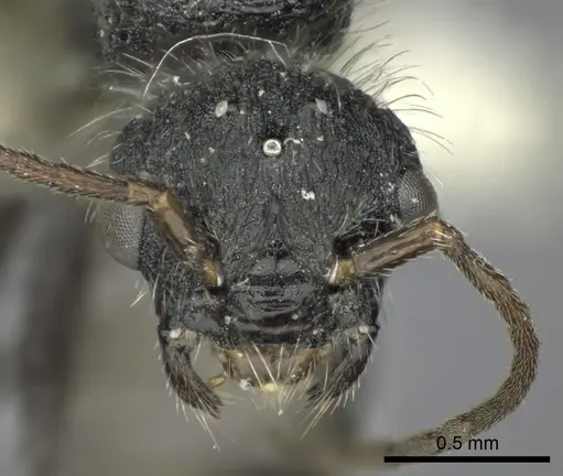 Pogonomyrmex andinus specimen CASENT0235300 image casent0235300_2