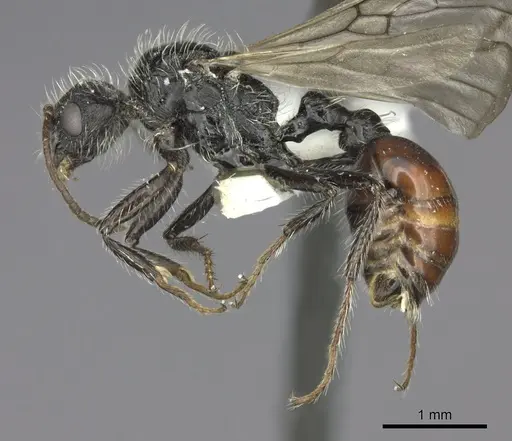 Pogonomyrmex andinus specimen CASENT0235300 image casent0235300_3