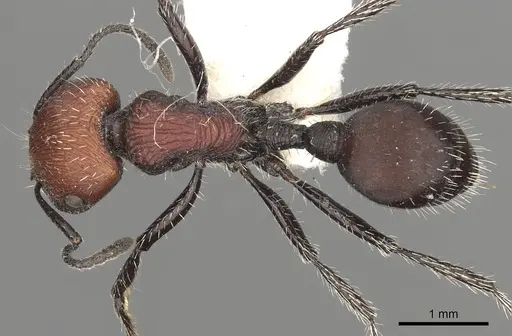 Pogonomyrmex andinus specimen CASENT0281111 image casent0281111_1