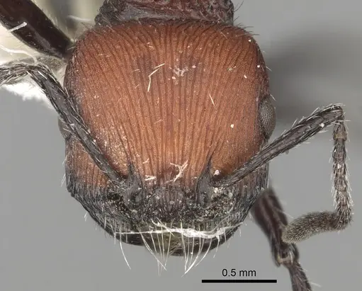 Pogonomyrmex andinus specimen CASENT0281111 image casent0281111_2