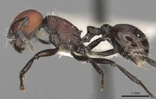 Pogonomyrmex andinus specimen CASENT0281111 image casent0281111_3