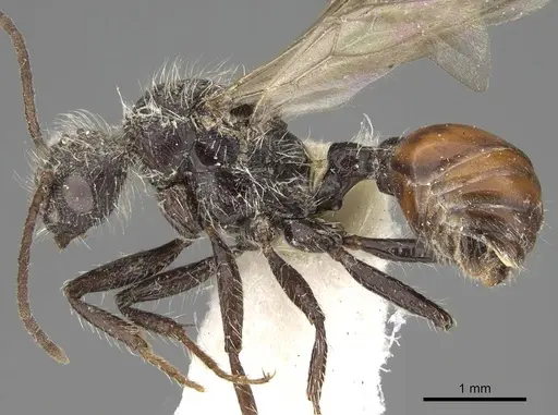 Pogonomyrmex andinus specimen CASENT0914112 image casent0914112_3