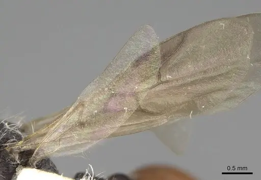 Pogonomyrmex andinus specimen CASENT0914112 image casent0914112_4
