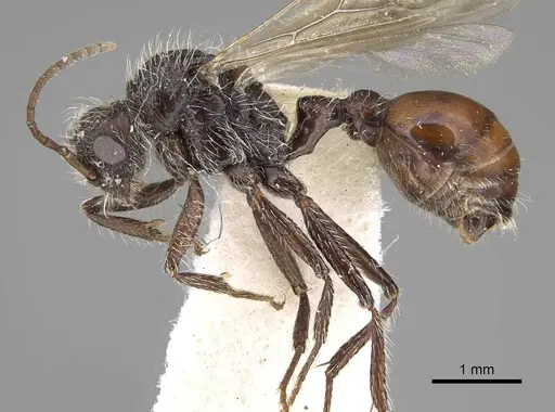 Pogonomyrmex andinus specimen CASENT0914113 image casent0914113_3