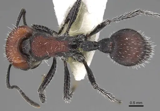Pogonomyrmex andinus specimen CASENT0914130 image casent0914130_1