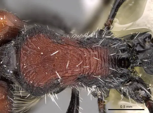 Pogonomyrmex andinus specimen CASENT0914130 image casent0914130_2