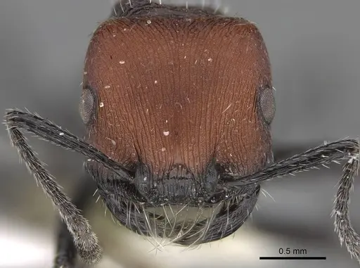 Pogonomyrmex andinus specimen CASENT0914130 image casent0914130_3
