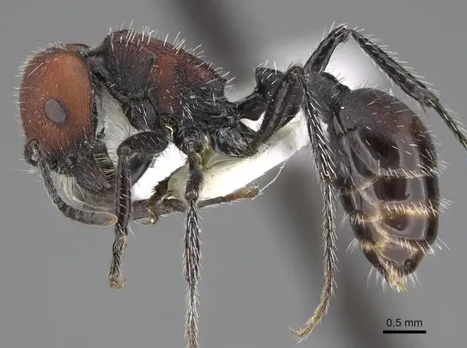 Pogonomyrmex andinus specimen CASENT0914130 image casent0914130_4