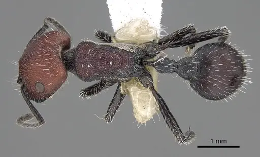 Pogonomyrmex andinus specimen CASENT0914131 image casent0914131_1