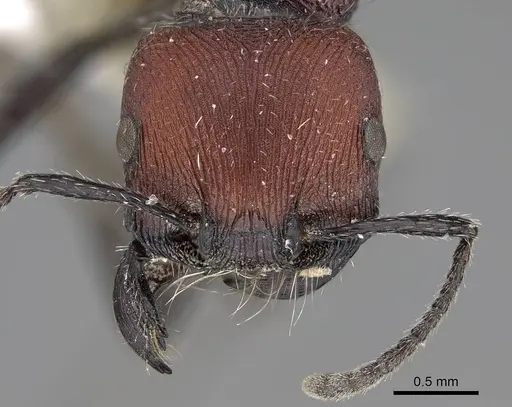 Pogonomyrmex andinus specimen CASENT0914131 image casent0914131_2