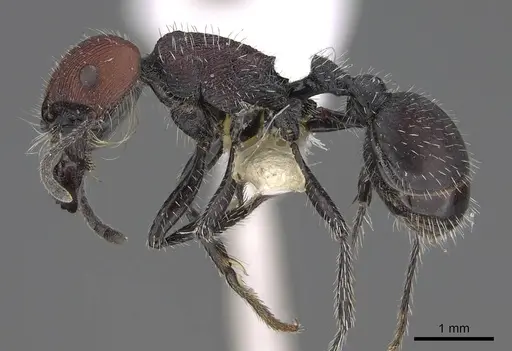 Pogonomyrmex andinus specimen CASENT0914131 image casent0914131_3