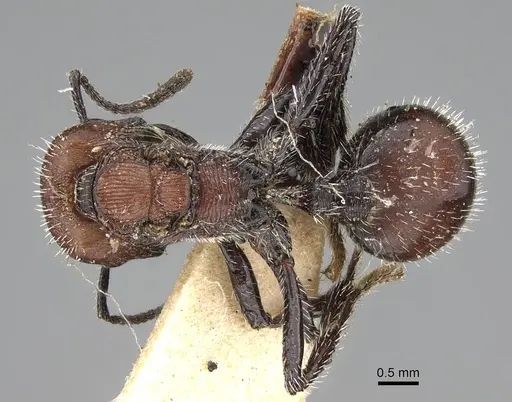 Pogonomyrmex andinus specimen CASENT0922558 image casent0922558_1