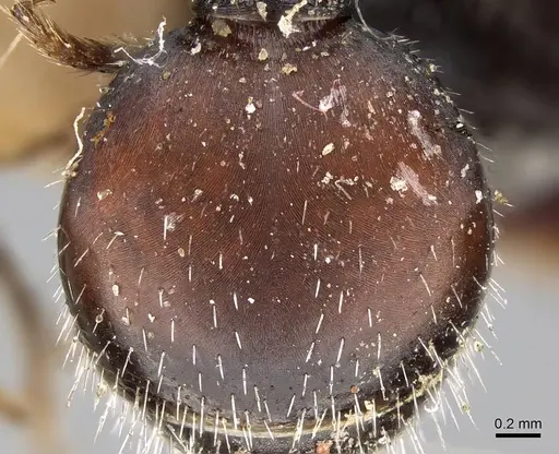 Pogonomyrmex andinus specimen CASENT0922558 image casent0922558_2