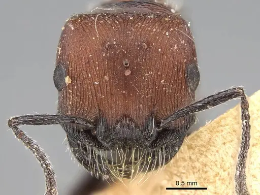 Pogonomyrmex andinus specimen CASENT0922558 image casent0922558_3
