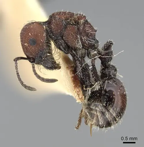 Pogonomyrmex andinus specimen CASENT0922558 image casent0922558_4