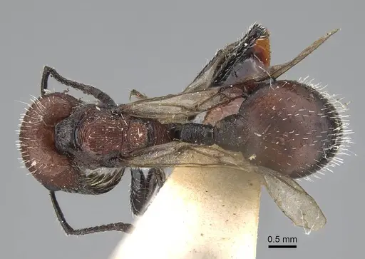 Pogonomyrmex andinus specimen CASENT0922559 image casent0922559_1