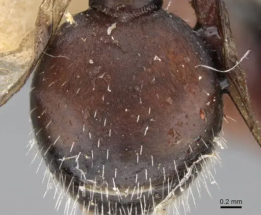 Pogonomyrmex andinus specimen CASENT0922559 image casent0922559_2