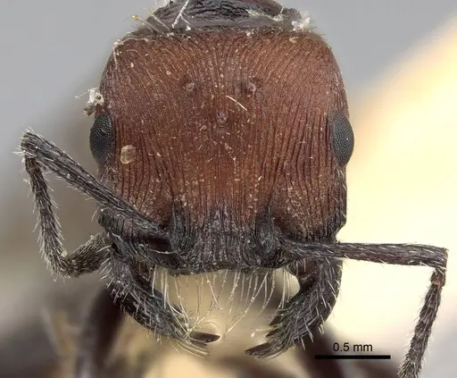 Pogonomyrmex andinus specimen CASENT0922559 image casent0922559_3