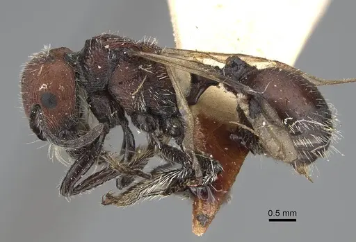 Pogonomyrmex andinus specimen CASENT0922559 image casent0922559_4