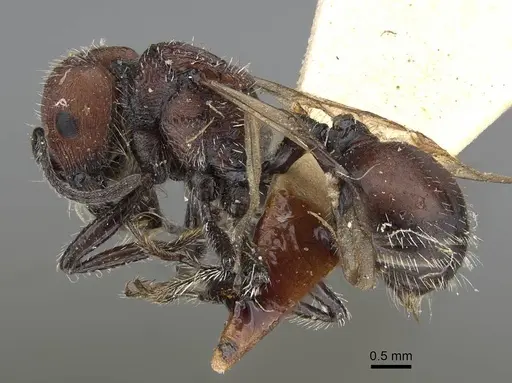 Pogonomyrmex andinus specimen CASENT0922559 image casent0922559_5