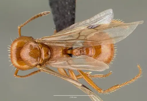 Pogonomyrmex anergismus specimen CASENT0006292 image casent0006292_1