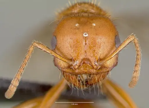 Pogonomyrmex anergismus specimen CASENT0006292 image casent0006292_2