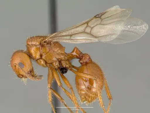 Pogonomyrmex anergismus specimen CASENT0006292 image casent0006292_3