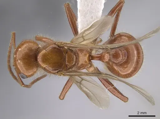 Pogonomyrmex anergismus specimen CASENT0637395 image casent0637395_1