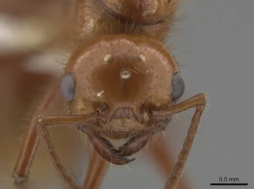 Pogonomyrmex anergismus specimen CASENT0637395 image casent0637395_2