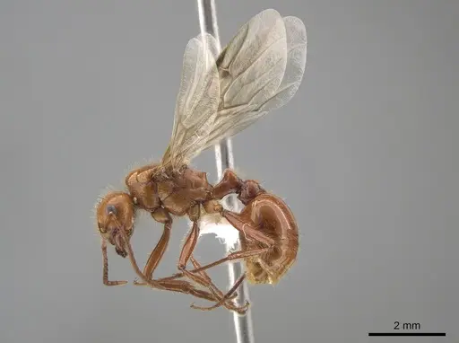 Pogonomyrmex anergismus specimen CASENT0637395 image casent0637395_3
