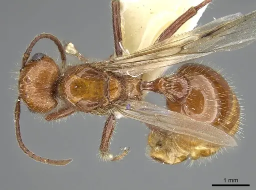 Pogonomyrmex anergismus specimen CASENT0914092 image casent0914092_1