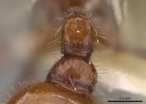 Pogonomyrmex anergismus specimen CASENT0914092 image casent0914092_2