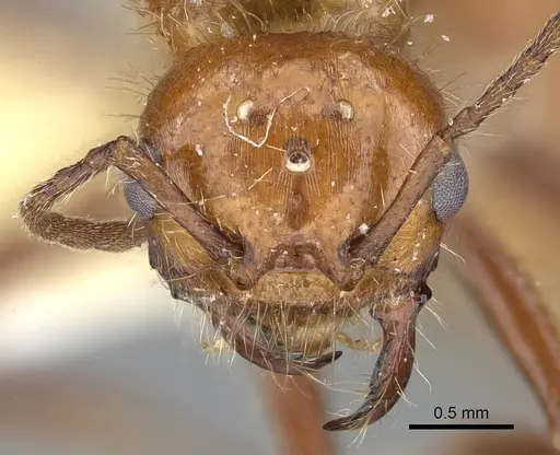 Pogonomyrmex anergismus specimen CASENT0914092 image casent0914092_3