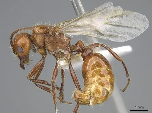 Pogonomyrmex anergismus specimen CASENT0914092 image casent0914092_4