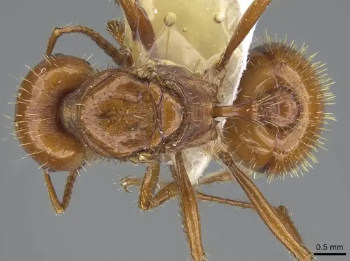 Pogonomyrmex anergismus specimen CASENT0914093 image casent0914093_1