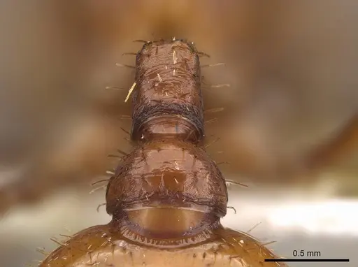 Pogonomyrmex anergismus specimen CASENT0914093 image casent0914093_2