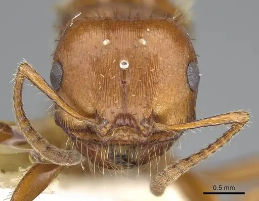 Pogonomyrmex anergismus specimen CASENT0914093 image casent0914093_3