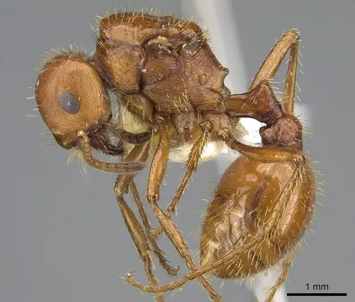 Pogonomyrmex anergismus specimen CASENT0914093 image casent0914093_4