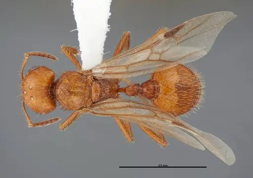 Pogonomyrmex anergismus specimen FMNHINS0000083123 image fmnhins0000083123_1