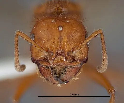 Pogonomyrmex anergismus specimen FMNHINS0000083123 image fmnhins0000083123_2